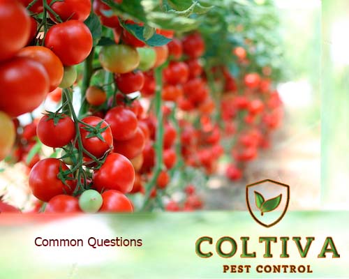 Common Questions About Our Pest Control Services