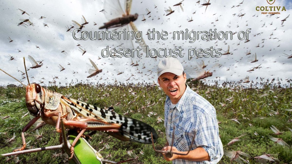 Countering the migration of desert locust pests