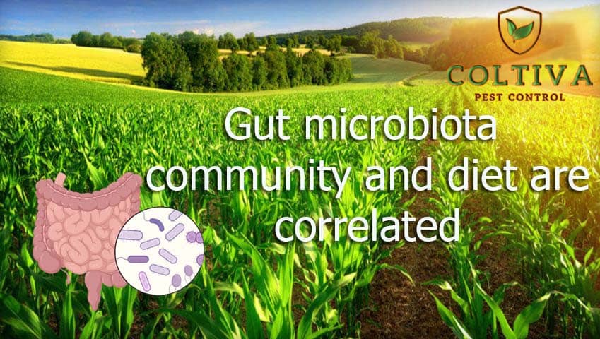 Gut microbiota community