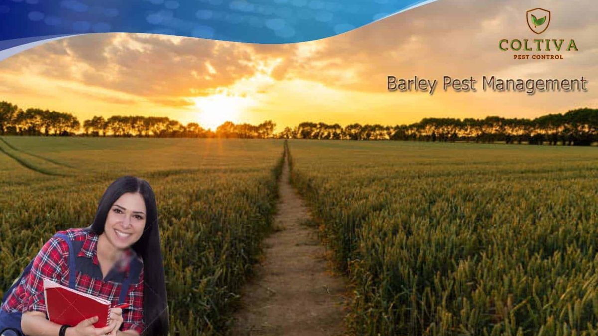 barley pest