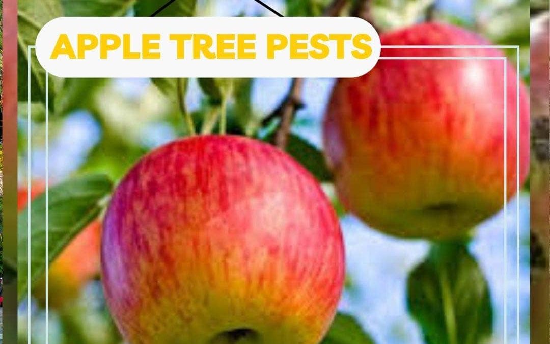 Identifying and Treating Apple Pests