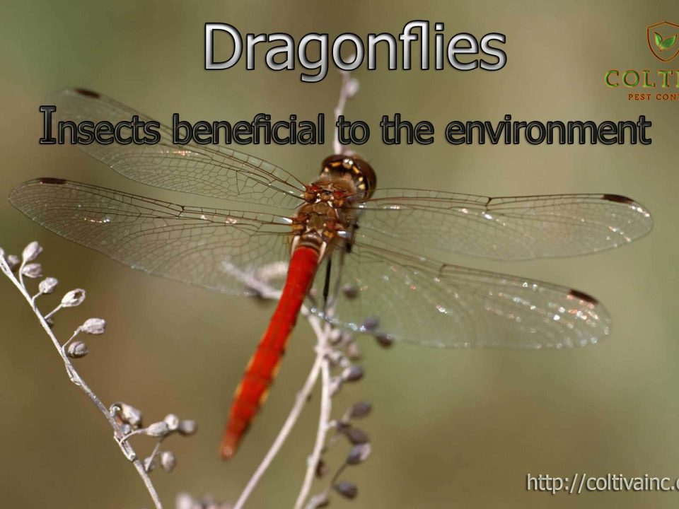 Dragonflies ; Insects beneficial to the environment
