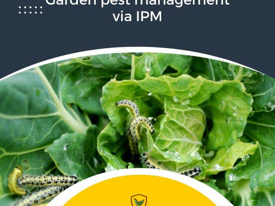 Garden pest management via IPM