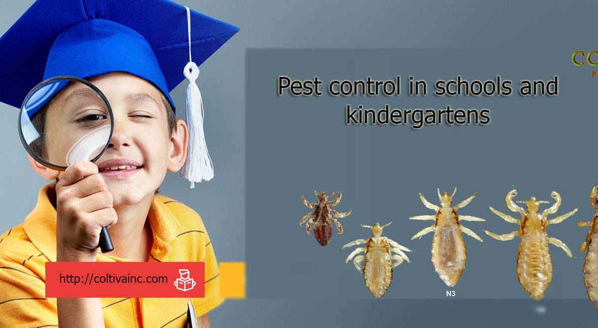 Pest Control for Schools and Kindergartens