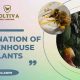 Pollination of greenhouse plants