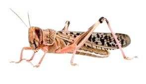 Desert locust Schistocerca gregaria removebg preview1