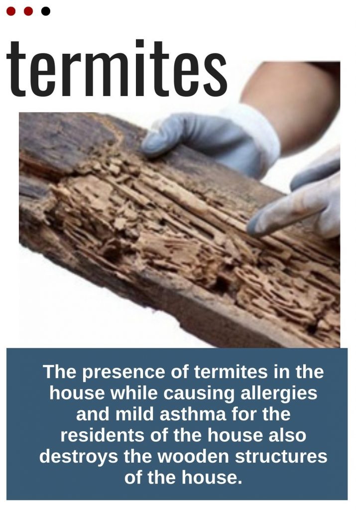 Termites are a pest of human life and property​