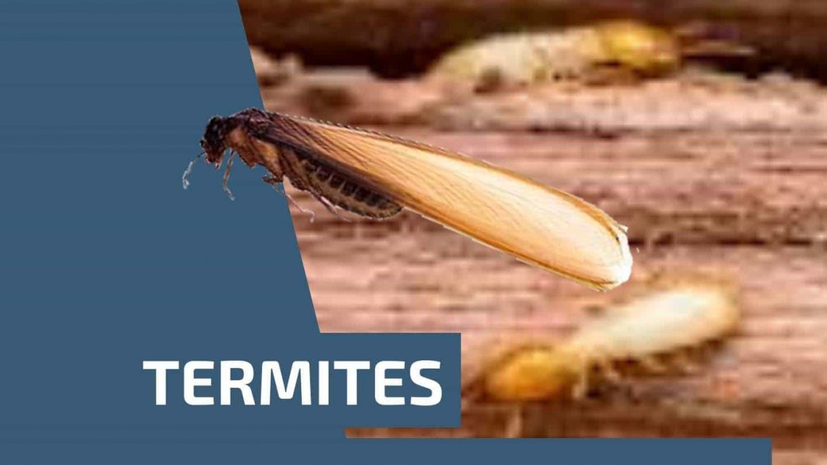 Termites are a pest of human life and property​ min