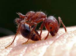 non-native fire ants