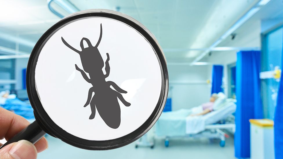 pest control in clinic