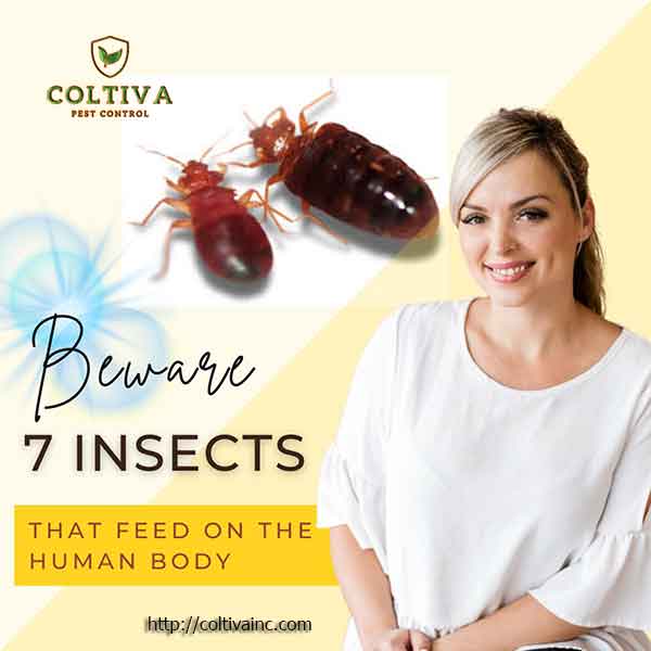 Beware 7 insects that feed on the human body