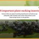 8 important plant-sucking insects